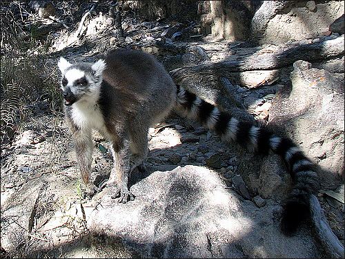 여우원숭이, Ring Tailed Lemur 